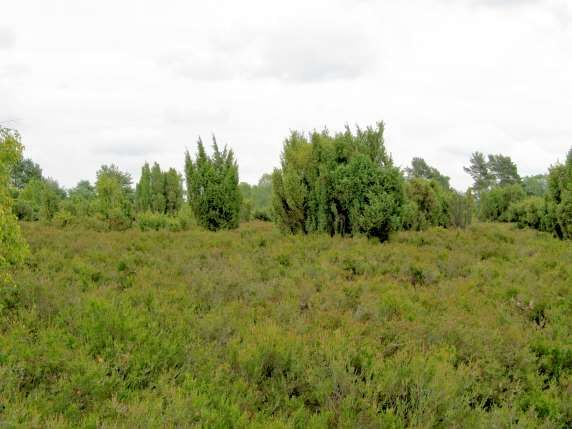 in der Rehrhofer Heide - typisch dafür sind das Heidekraut (das leider noch nicht blühte) und die Wachholder- Sträucher